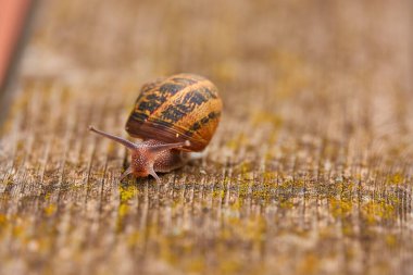 Helix pomatia, yaygın olarak bilinen adıyla Roma salyangozu, Burgundy salyangozu, yenilebilir salyangoz veya salyangoz, Helicidae familyasından büyük, yenilebilir, hava soluyan kara salyangozu, karasal pulmonat yumuşakçaağaç türü..