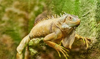 Green iguana, also known as the American iguana, is a large, arboreal, mostly herbivorous species of lizard of the genus Iguana. Usually, this animal is simply called the iguana. clipart