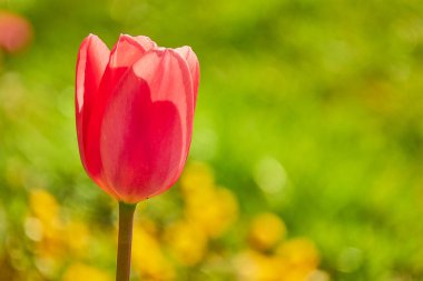 Laleler (Tulipa) bahar çiçekleri açan bitkisel bitkisel soğanlı jeofitler (depolama organı olarak ampuller) cinsini oluştururlar. Tulip, Liliaceae (zambak) ailesinin bir üyesidir..