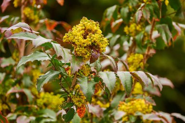Mahonia aquifolium (Oregon üzümü veya Oregon üzümü), Berberidaceae familyasından bir bitki türü..