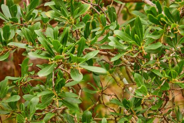 Arbutus unedo, Ericaceae familyasından bir ağaç türü. İrlanda 'nın güneybatı ve kuzeybatısındaki varlığı nedeniyle İrlanda çilek ağacı olarak da bilinir..