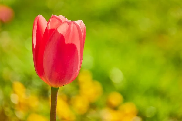 Los Tulipanes Tulipa Forman Género Geófitos Bulbosos Herbáceos Perennes Florecientes —  Fotos de Stock