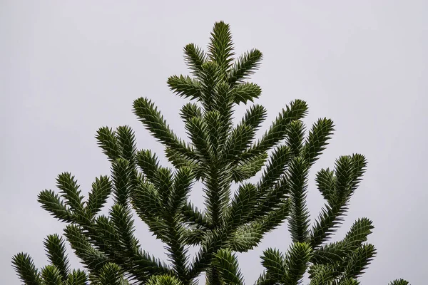 Araucaria Araucana Apa Pussel Svans Träd Eller Chilensk Tall Ett — Stockfoto