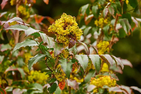 마요니아아 Mahonia Aquifolium 북아메리카 서부에 자생하는 베르베 리다과에 속하는 현화식물의 — 스톡 사진