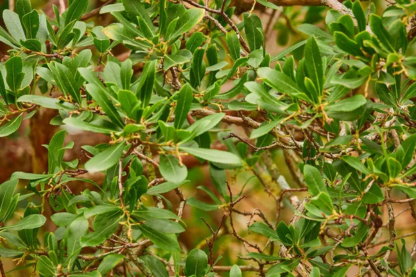 Arbutus Unedo 是菊科的一种常绿灌木或小树 由于它在爱尔兰西南部和西北部的存在 它被称为爱尔兰草莓树 — 图库照片