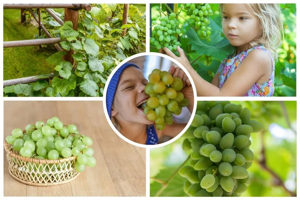 Foto Collage Druiven Groeien Dan Zijn Meisje Verzamelt Eet — Stockfoto
