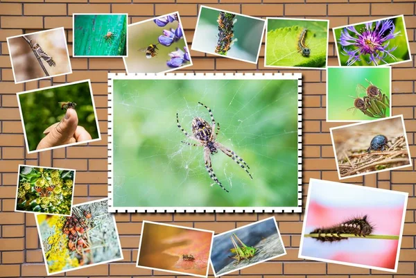 Fotókollázs Rovarok Pókok Repül Méh Hernyó Szarantcev Szöcskék Levéltetvek Hangyák — Stock Fotó