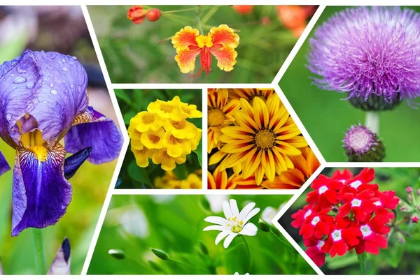 Fotocollage Flores Jardín Diferentes Especies — Foto de Stock