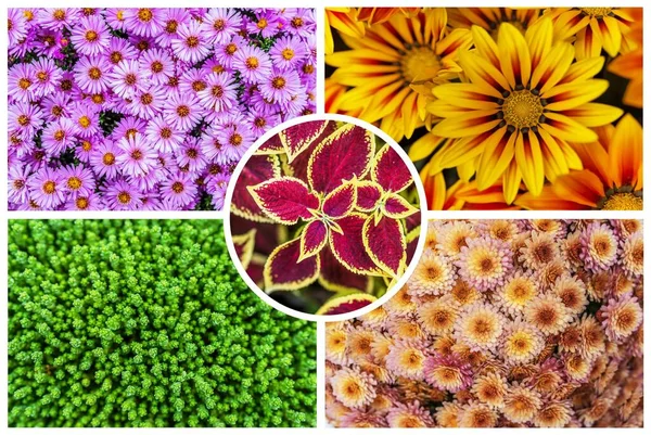 Fotocollage Gartenblumen Verschiedener Arten — Stockfoto