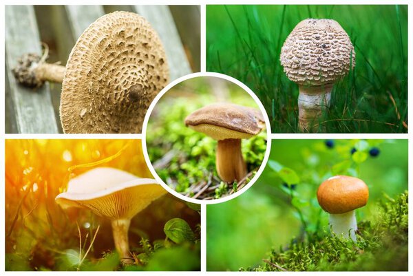 Фотоколлаж диких грибов разных видов
.