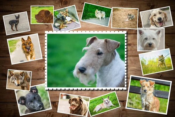 Photo collage Dogs of different breeds.