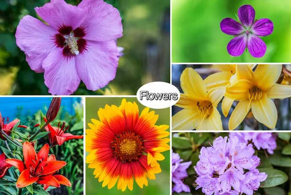 Fotocollage Gartenblumen Verschiedener Arten — Stockfoto