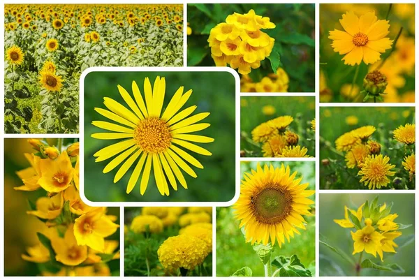 相片拼贴花园不同品种的黄花 — 图库照片