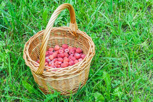 Framboesas Vermelhas Frescas Uma Cesta Vime Grama Verde Jardim Verão — Fotografia de Stock