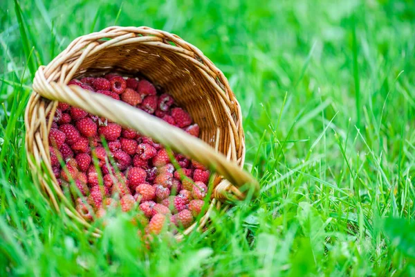 夏日花园绿草上的柳条筐里 鲜红的覆盆子 — 图库照片