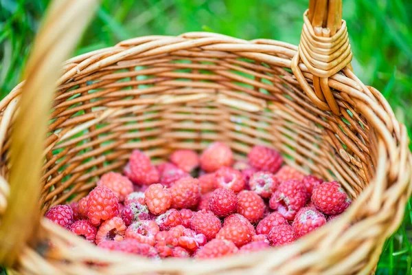 Taze kırmızı ahududular hasır sepetin içinde yeşil çimlerin üzerinde yaz bahçesinde.