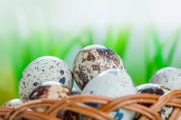 Vaktelägg Korg Närbild — Stockfoto