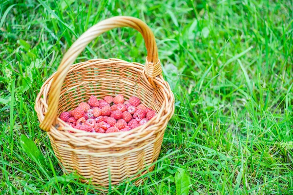 Fresh Red Raspberries Wicker Basket Green Grass Summer Garden — Stock Photo, Image