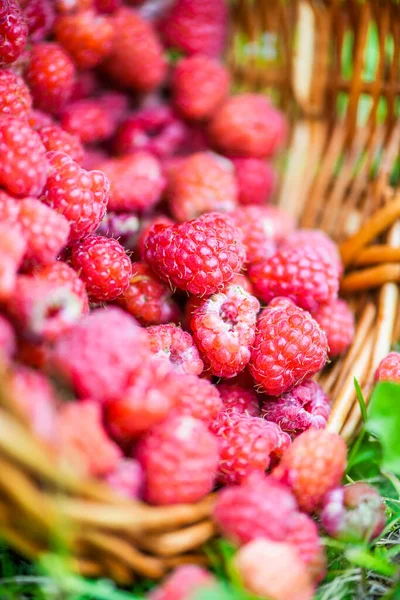 Färska Röda Hallon Korg Det Gröna Gräset Sommarträdgården — Stockfoto