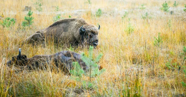 Dois Búfalos Grandes Que Jazem Grama Seca Alta — Fotografia de Stock