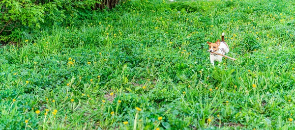 Cão Pequeno Carrega Pau Grama Verde — Fotografia de Stock