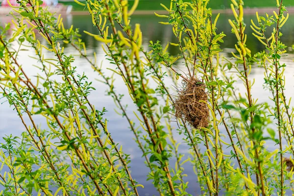 Nid Oiseau Sur Buisson Près Lac — Photo