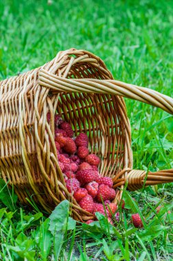 Taze kırmızı ahududular hasır sepetin içinde yeşil çimlerin üzerinde yaz bahçesinde.