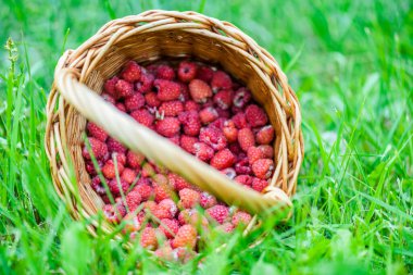 Taze kırmızı ahududular hasır sepetin içinde yeşil çimlerin üzerinde yaz bahçesinde.