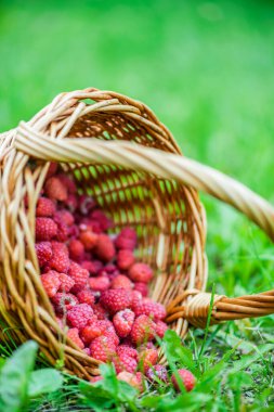 Taze kırmızı ahududular hasır sepetin içinde yeşil çimlerin üzerinde yaz bahçesinde.