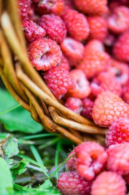 Taze kırmızı ahududular hasır sepetin içinde yeşil çimlerin üzerinde yaz bahçesinde.