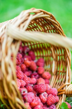 Taze kırmızı ahududular hasır sepetin içinde yeşil çimlerin üzerinde yaz bahçesinde.