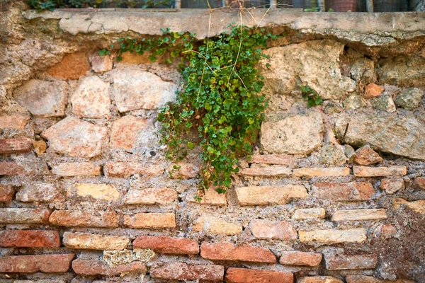 Grön Växt Den Gamla Tegelväggen — Stockfoto