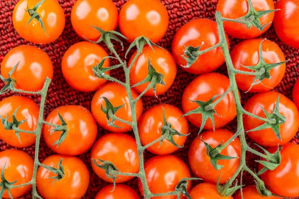 Reife Tomaten Auf Einem Zweig Auf Einem Roten Wollteppich — Stockfoto