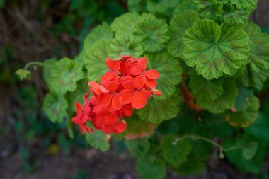 Pelargonium hororum (Zonal). Pelargonium genellikle sardunya, pelargonyum veya leylek gagası olarak bilinen çiçek açan bitkilerin, daimi bitkilerin, suluların ve çalıların cinsidir..