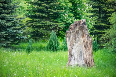 Yaz ormanının kıyısındaki eski harap kütük..