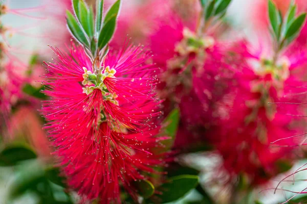 Melaleuca Viminalis Uma Planta Família Myrtaceae Endémica Nova Gales Sul — Fotografia de Stock