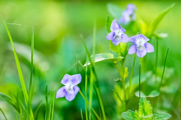 紫罗兰 Viola Arvensis 是一种以名字Field Pansy而闻名的紫罗兰 它原产于欧洲 亚洲和北非 紫花苜蓿的毒液中含有环肽 一种在植物中发现的肽 — 图库照片