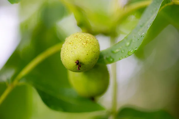 雨后树枝上的两个绿色核桃 — 图库照片