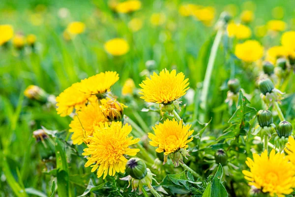 緑の草の中に黄色のタンポポがたくさんあります タラクサウム Taraxacum タンポポとして一般的に知られている種で構成される科アスタ科の開花植物の大きな属です — ストック写真