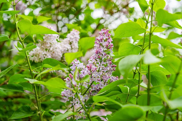 Blooming Purple Lilacs Green Bush Syringa Vulgaris Common Lilac Species — Stock Photo, Image