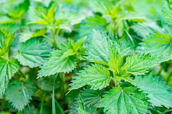 Urtica Dioica Συχνά Γνωστή Κοινή Τσουκνίδα Τσουκνίδα Φύλλο Τσουκνίδας Απλά — Φωτογραφία Αρχείου