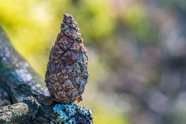 Long Pine Cone Branch Forest — Stock Photo, Image