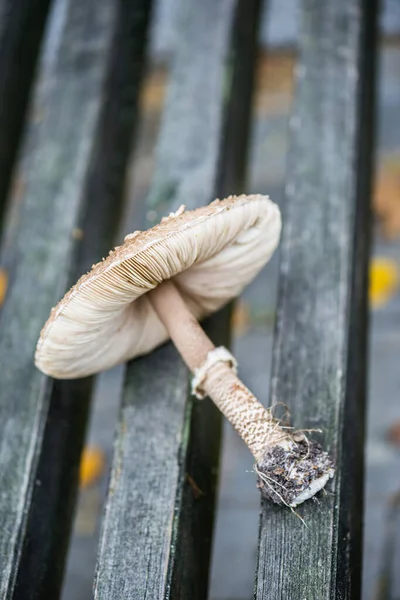 Mushroom Umbrella Lying Wooden Bench Macrolepiota Procera Parasol Mushroom Basidiomycete — Stock Photo, Image