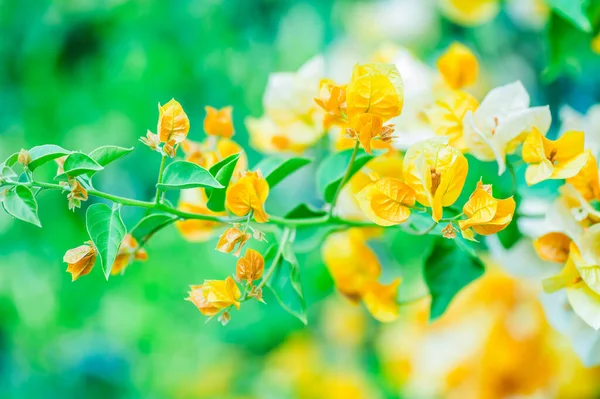 黄色のレンガでブーゲンビリア グラブラ ブーゲンビリア グラブラブラ 英語版 ブーゲンビリアや製紙の花よりも小さいが 盆栽に最もよく使われる種である エピテット グラブラはラテン語で という意味です — ストック写真