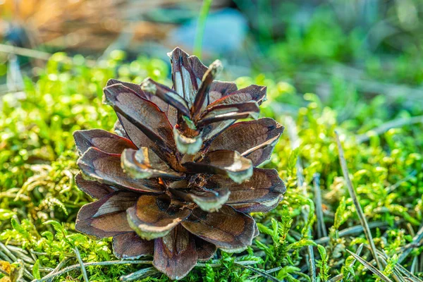 Gran Cono Pino Musgo Verde Bosque — Foto de Stock