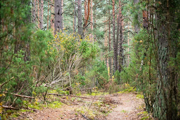 Het Dichte Dennenbos Met Jeneverbessen — Stockfoto