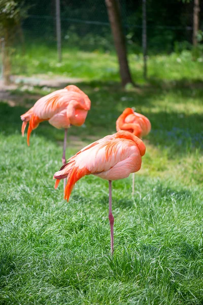 Pink flamingos are sleeping on one leg on the green grass. The greater flamingo (Phoenicopterus roseus) is the most widespread and largest species of the flamingo family.