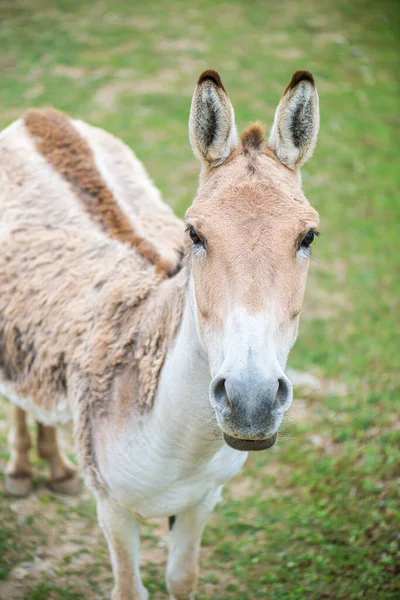 Onager Equus Hemionus Also Known Hemione Asiatic Wild Ass Species — Stockfoto