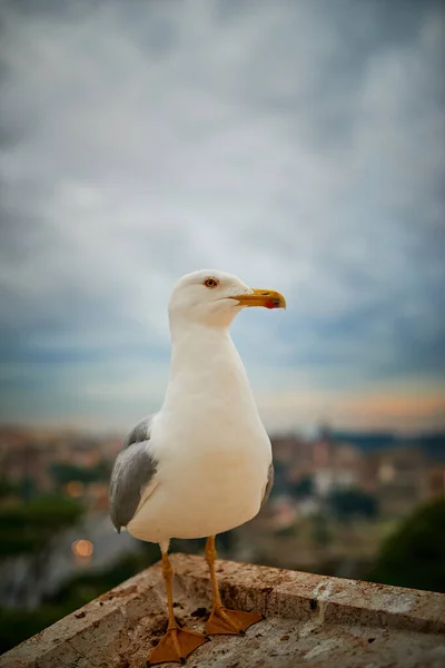 Grande Gaivota Cinzenta Nas Proximidades Basílica Santa Maria Altar Céu — Fotografia de Stock