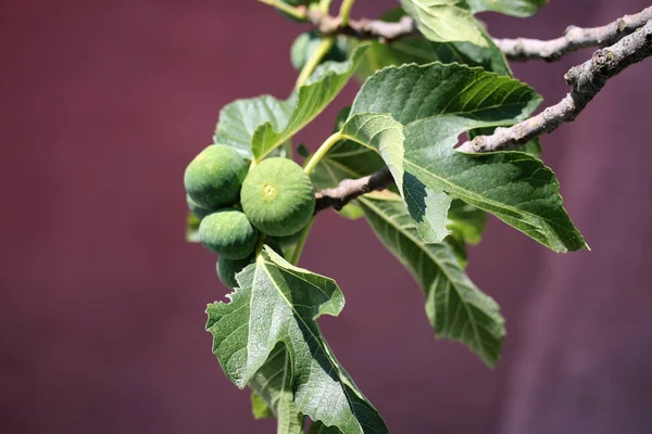 Closeup Shot Fig Tree — Stock Photo, Image